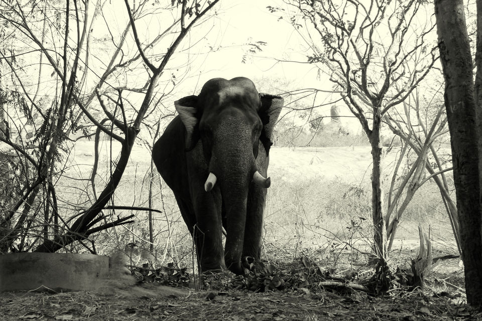 Photo of Bannerghatta National Park Parking Lot, Bannerughatta, Bengaluru, Karnataka, India by Shayaan Ahmad Noori