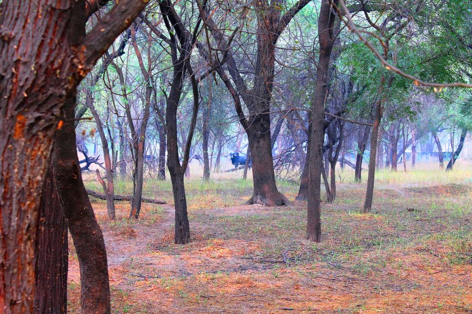 Photo of Sultanpur National Park, Gurugram, Haryana, India by Shayaan Ahmad Noori