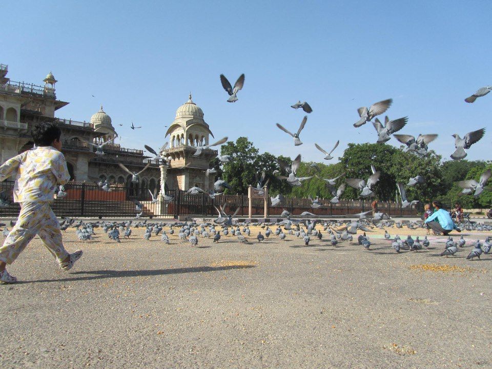 Photo of Exploring Jaipur - Where Monkeys are being worshiped 12/25 by Shayaan Ahmad Noori