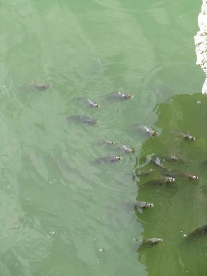 Photo of Exploring Jaipur - Where Monkeys are being worshiped 14/25 by Shayaan Ahmad Noori