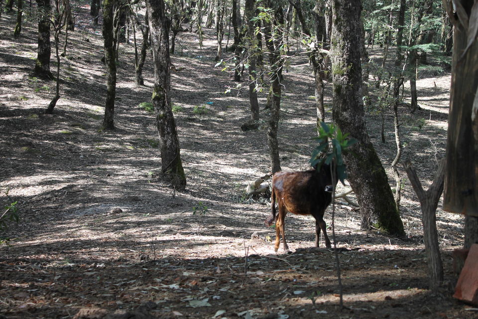 Photo of Ranikhet - A Perfect Destination For Nature and Peace Lover 11/12 by Shayaan Ahmad Noori