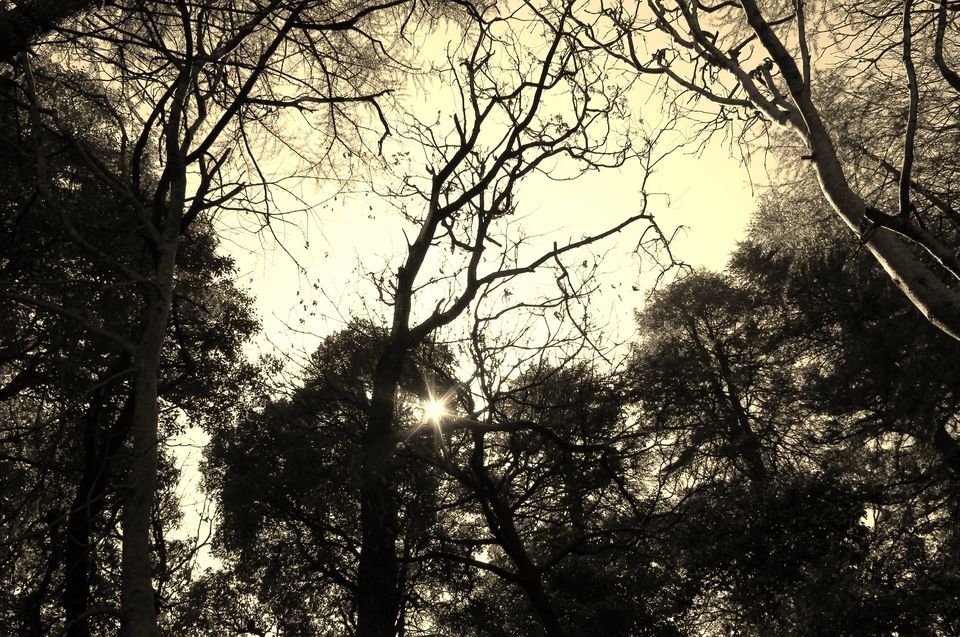Photo of Ranikhet - A Perfect Destination For Nature and Peace Lover 12/12 by Shayaan Ahmad Noori