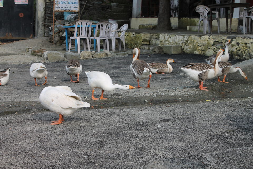 Photo of Nainital - A Must City to see for Boating Lovers by Shayaan Ahmad Noori