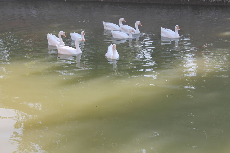 Photo of Pratapgarh Farms & Resorts, Jhajjar, Haryana, India by Shayaan Ahmad Noori