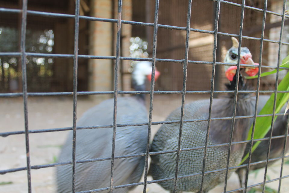 Photo of Pratapgarh Farms & Resorts, Jhajjar, Haryana, India by Shayaan Ahmad Noori