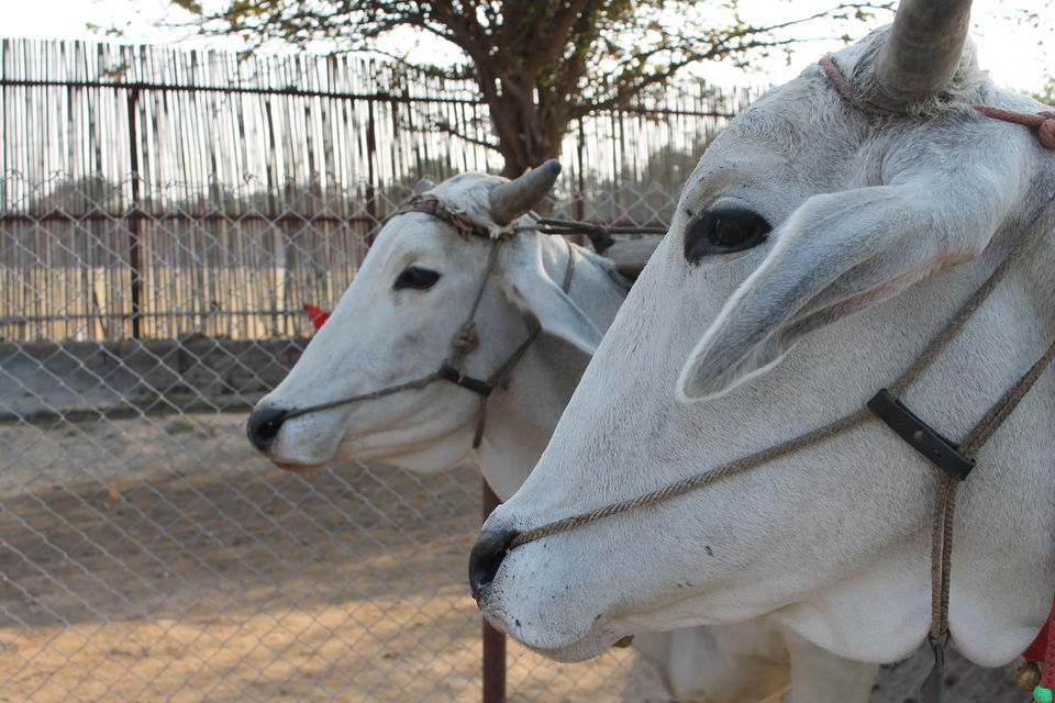 Photo of Pratapgarh Farms & Resorts, Jhajjar, Haryana, India by Shayaan Ahmad Noori