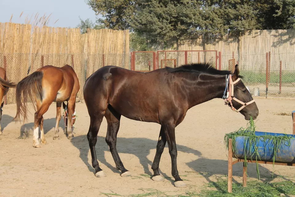 Photo of Pratapgarh Farms & Resorts, Jhajjar, Haryana, India by Shayaan Ahmad Noori