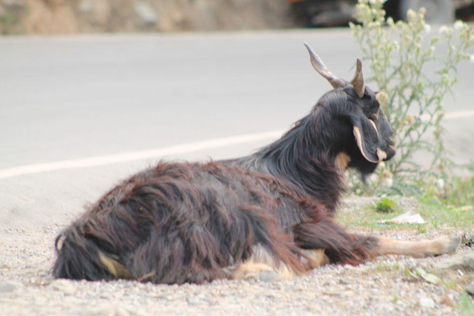 Photo of McLeodGanj - Where Tibetans Are Actually Indians 5/27 by Shayaan Ahmad Noori