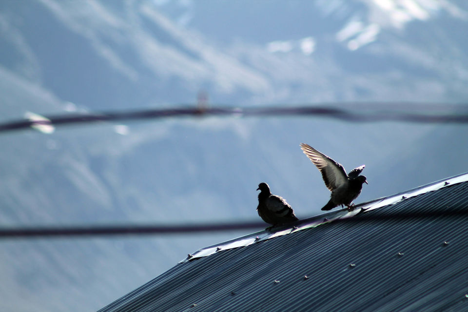 Photo of Himalaya is Beautiful, These Pictures would Prove it. 1/37 by Shayaan Ahmad Noori