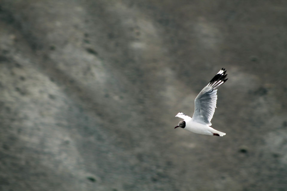 Photo of Himalaya is Beautiful, These Pictures would Prove it. 10/37 by Shayaan Ahmad Noori