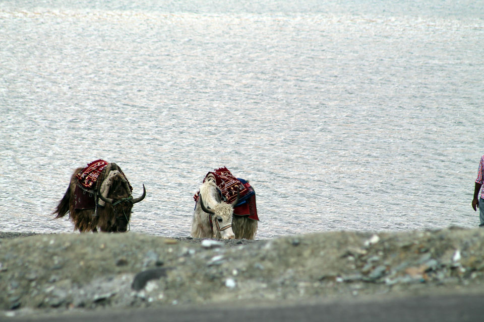Photo of Himalaya is Beautiful, These Pictures would Prove it. 11/37 by Shayaan Ahmad Noori