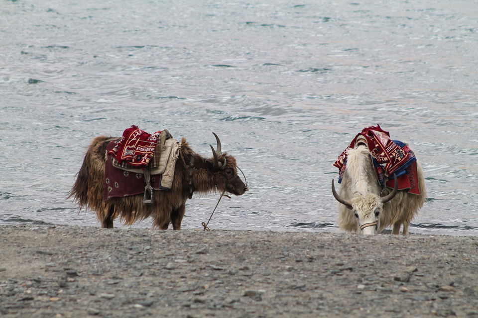 Photo of Himalaya is Beautiful, These Pictures would Prove it. 35/37 by Shayaan Ahmad Noori