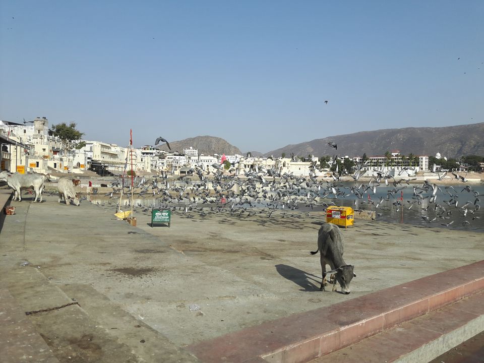 Photo of Pushkar Lake, Pushkar, Rajasthan by Shayaan Ahmad Noori
