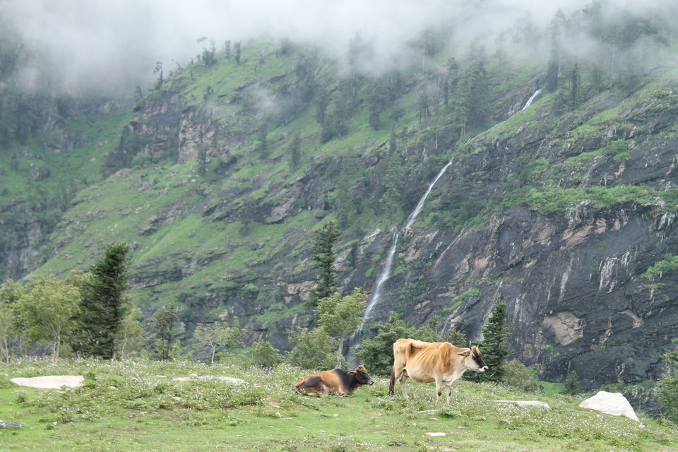 Photo of These Photos would show why I Love Himalaya so much #TripotoClicksHimalayas 16/44 by Shayaan Ahmad Noori