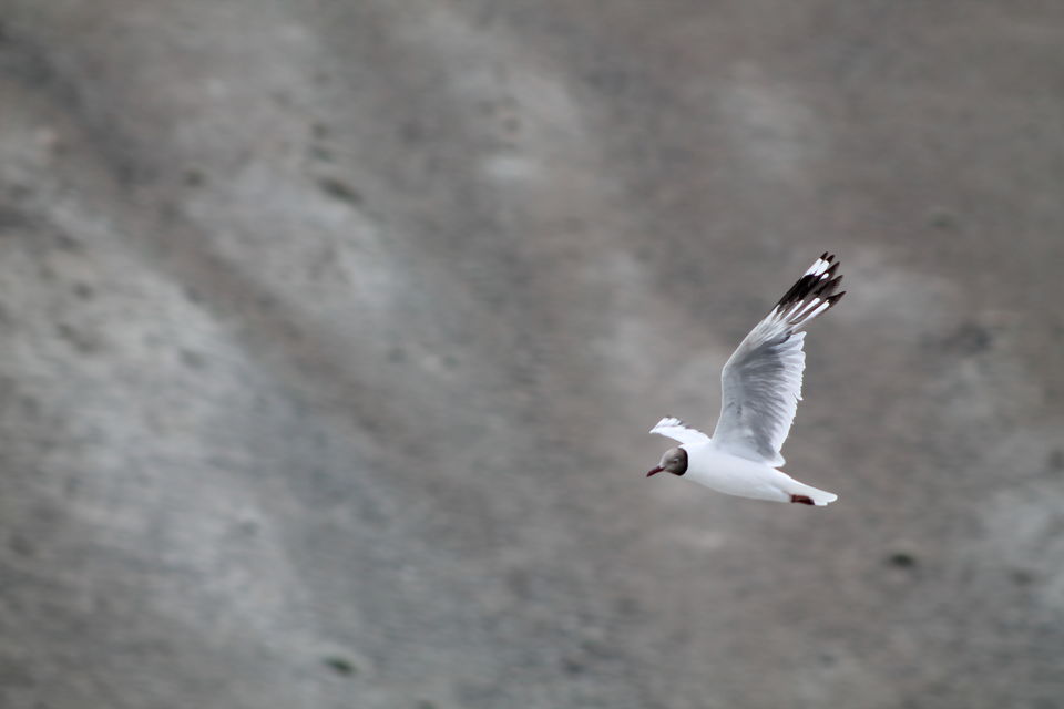 Photo of These Photos would show why I Love Himalaya so much #TripotoClicksHimalayas 27/44 by Shayaan Ahmad Noori