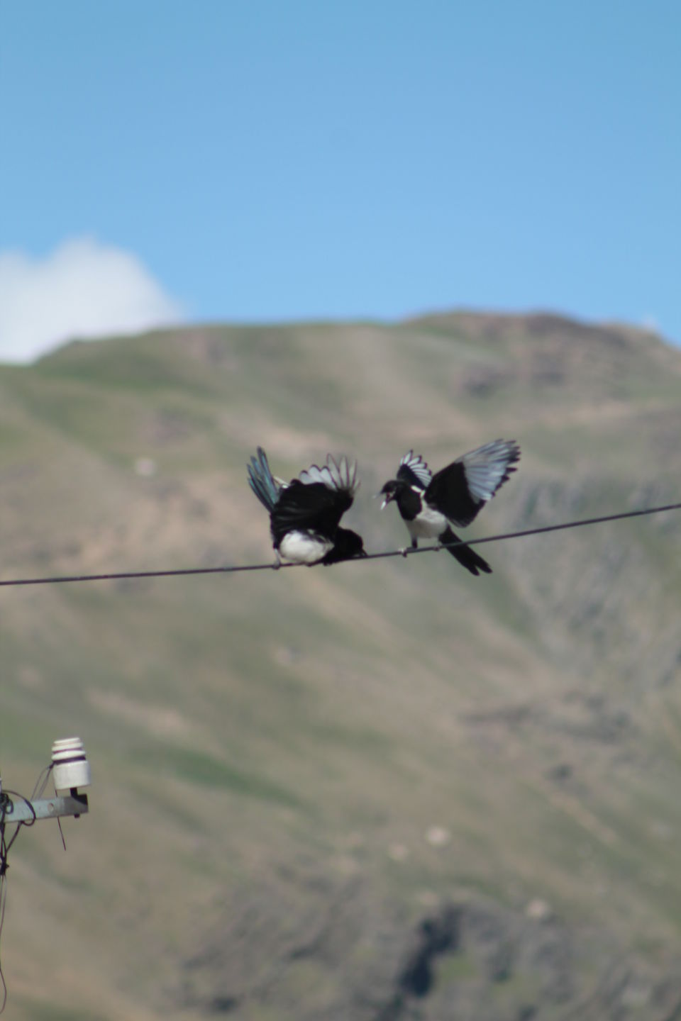 Photo of These Photos would show why I Love Himalaya so much #TripotoClicksHimalayas 29/44 by Shayaan Ahmad Noori