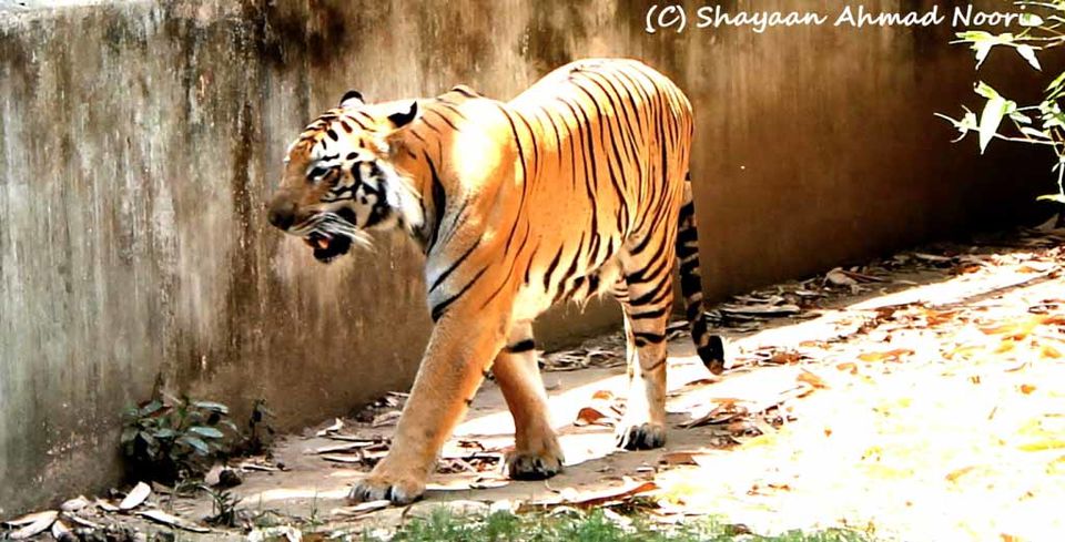 Photo of My trip to Chhatbir Zoo - adjacent to Chandigarh - Haryana - India 2/12 by Shayaan Ahmad Noori