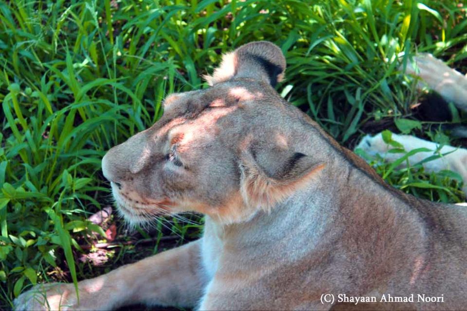 Photo of My trip to Chhatbir Zoo - adjacent to Chandigarh - Haryana - India 1/12 by Shayaan Ahmad Noori