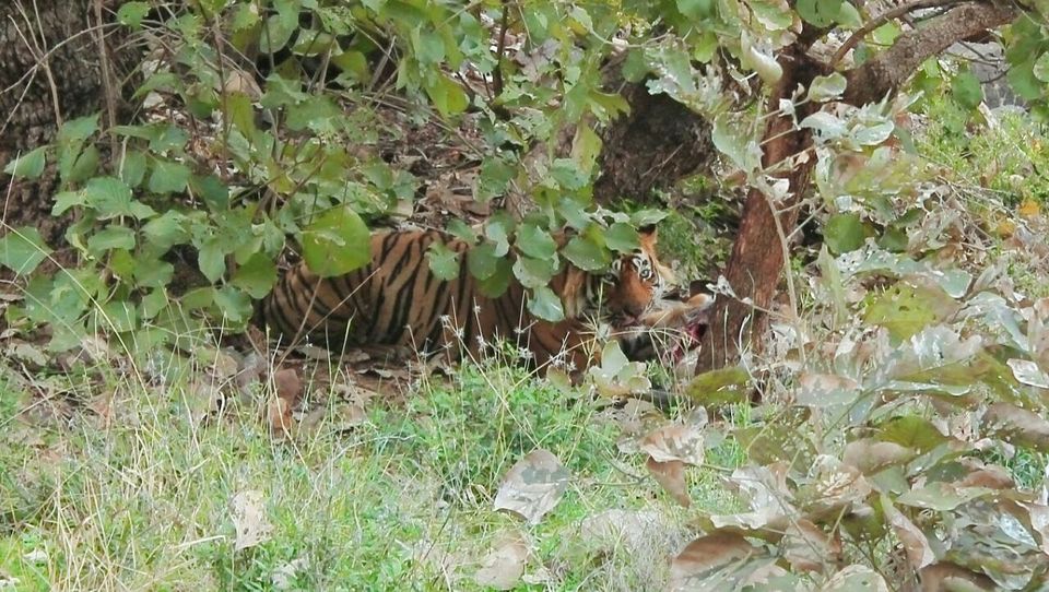 Photo of Tracking the Pugmarks of the Wild Wild Tiger - Ranthambore Tiger Reserve 5/10 by Richa Gupta