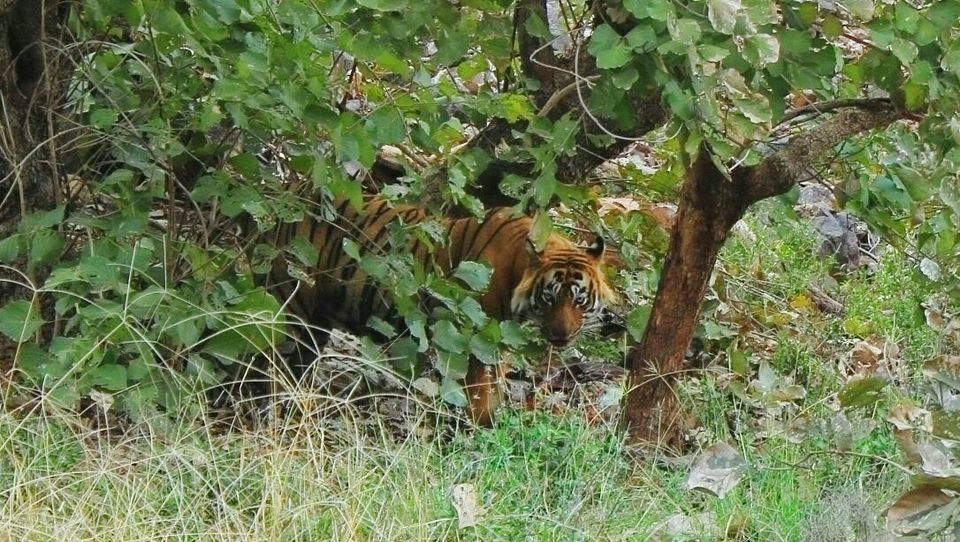 Photo of Tracking the Pugmarks of the Wild Wild Tiger - Ranthambore Tiger Reserve 6/10 by Richa Gupta