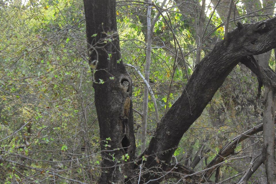 Photo of Tracking the Pugmarks of the Wild Wild Tiger - Ranthambore Tiger Reserve 3/10 by Richa Gupta