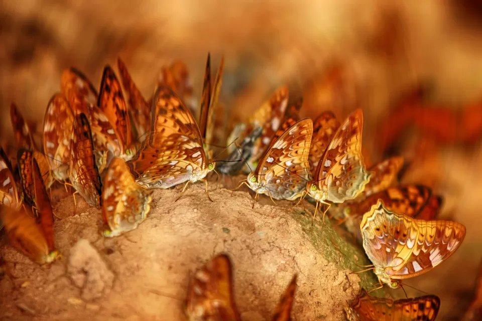 Photo of Kaeng Krachan National Park Phetchaburi Thailand by Priya Pareek