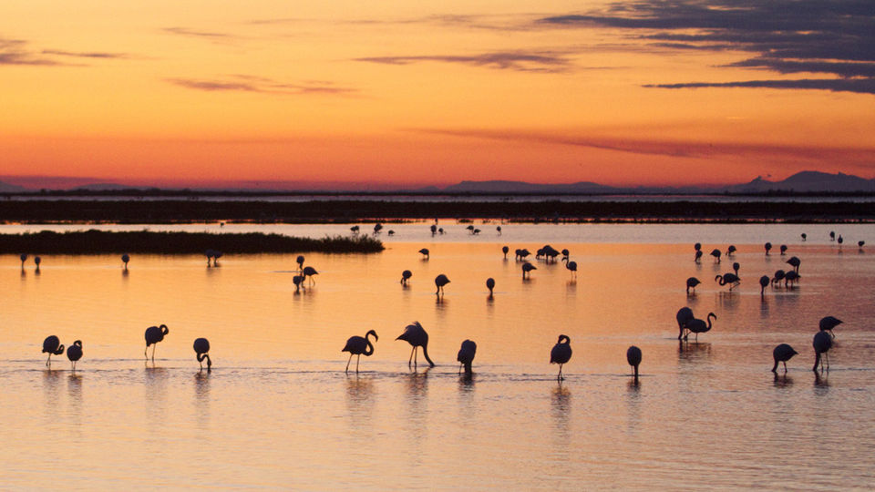 Photo of Bird Lovers Rejoice! India's First Flamingo Safari Is Here by Priya Pareek