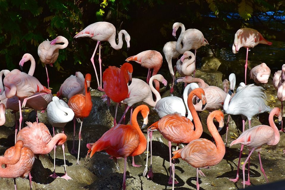 Photo of Bird Lovers Rejoice! India's First Flamingo Safari Is Here 1/3 by Priya Pareek