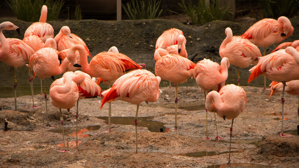 Photo of Bird Lovers Rejoice! India's First Flamingo Safari Is Here 2/3 by Priya Pareek