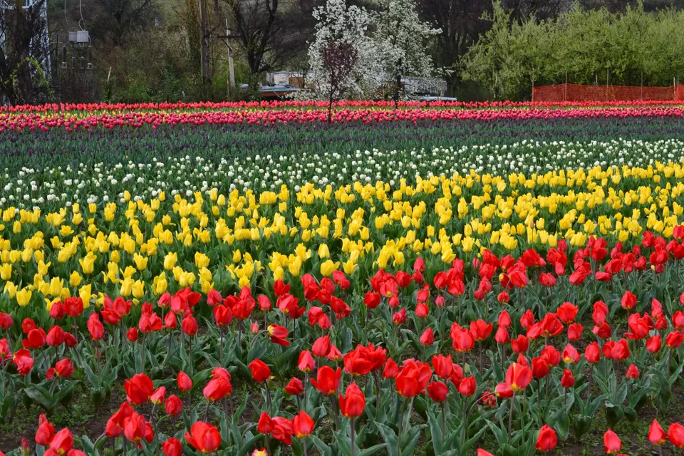 Photo of Tulip Garden, Anchar, Srinagar by Priya Pareek