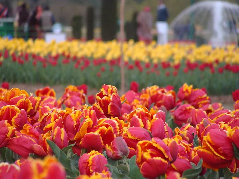 Photo of Tulip Garden, Anchar, Srinagar by Priya Pareek