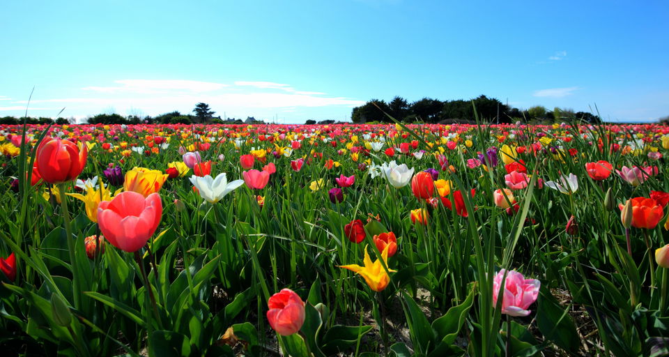 Photo of Most Beautiful Gardens In India: Gardens To Travel For by Priya Pareek