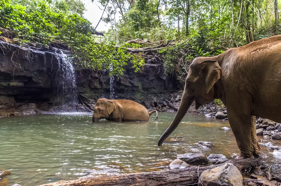 Photo of Elephant Valley Project, Krong Saen Monourom, Cambodia by Priya Pareek