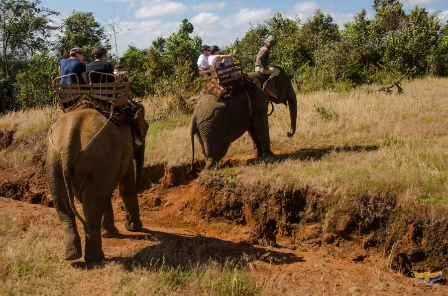 Photo of Embrace Simplicity Amid Grassy Hills, Pine Groves And Rainforests In Mondulkiri by Priya Pareek
