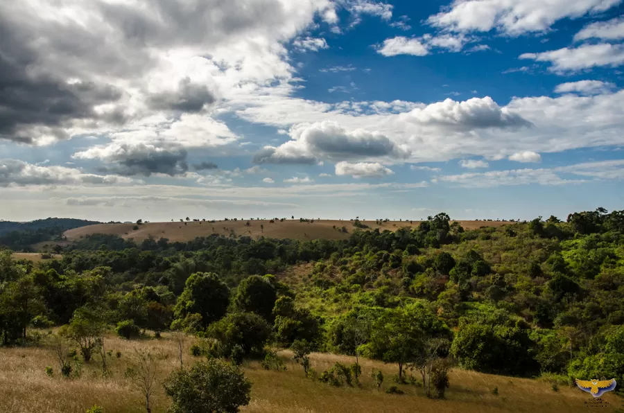Photo of Embrace Simplicity Amid Grassy Hills, Pine Groves And Rainforests In Mondulkiri by Priya Pareek