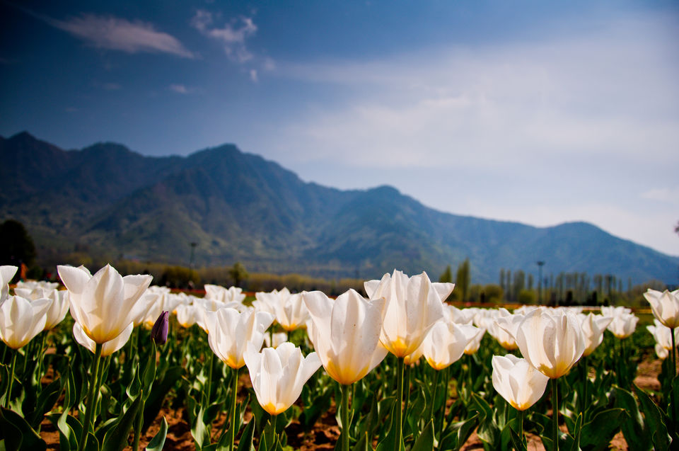 Photo of Of Colours And Blooms: Tulip Festival Brings Spring To Kashmir Valley by Priya Pareek