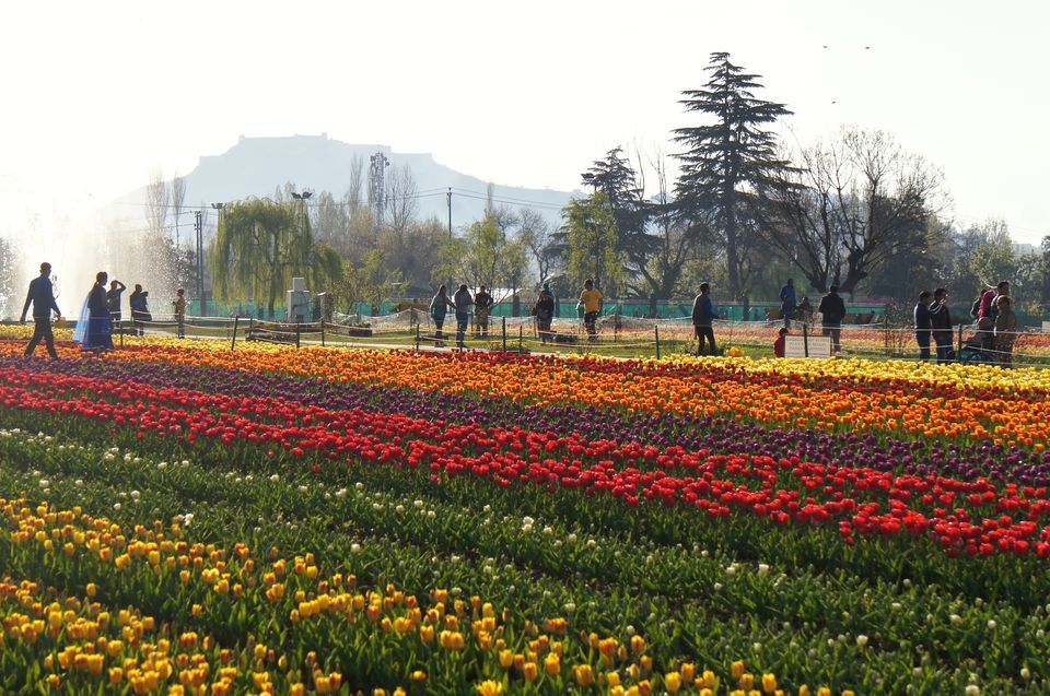 Photo of Of Colours And Blooms: Tulip Festival Brings Spring To Kashmir Valley by Priya Pareek