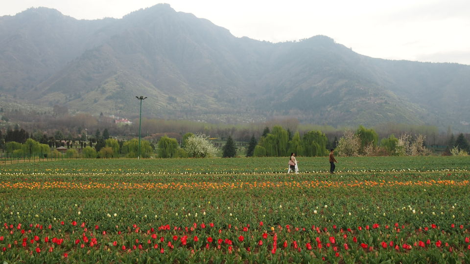 Photo of Of Colours And Blooms: Tulip Festival Brings Spring To Kashmir Valley by Priya Pareek
