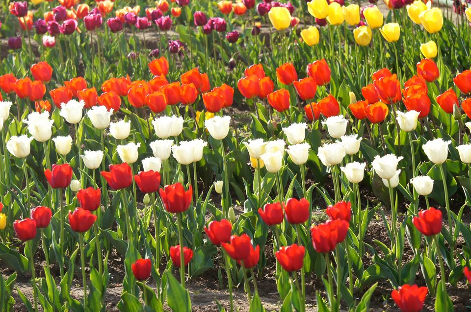 Photo of Tulip Garden, Anchar, Srinagar by Priya Pareek