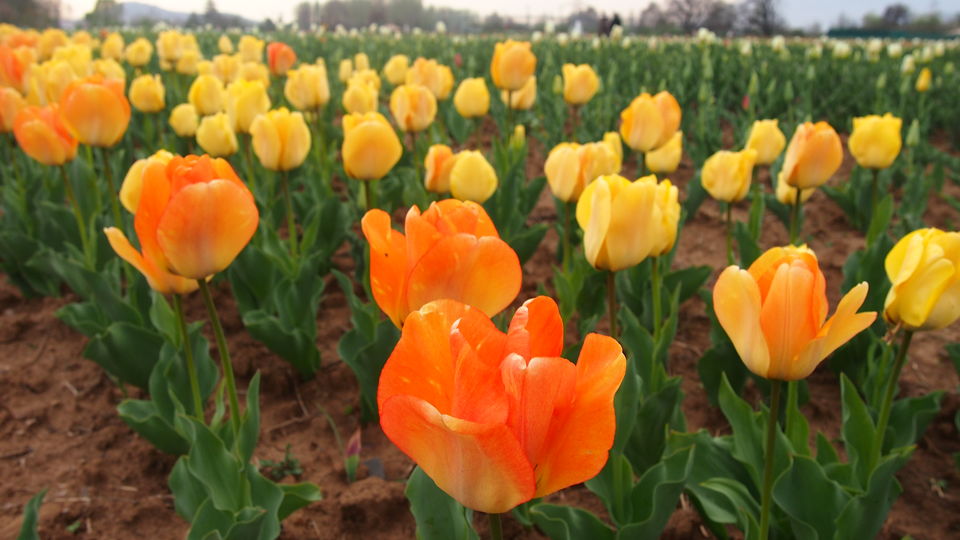 Photo of Of Colours And Blooms: Tulip Festival Brings Spring To Kashmir Valley by Priya Pareek