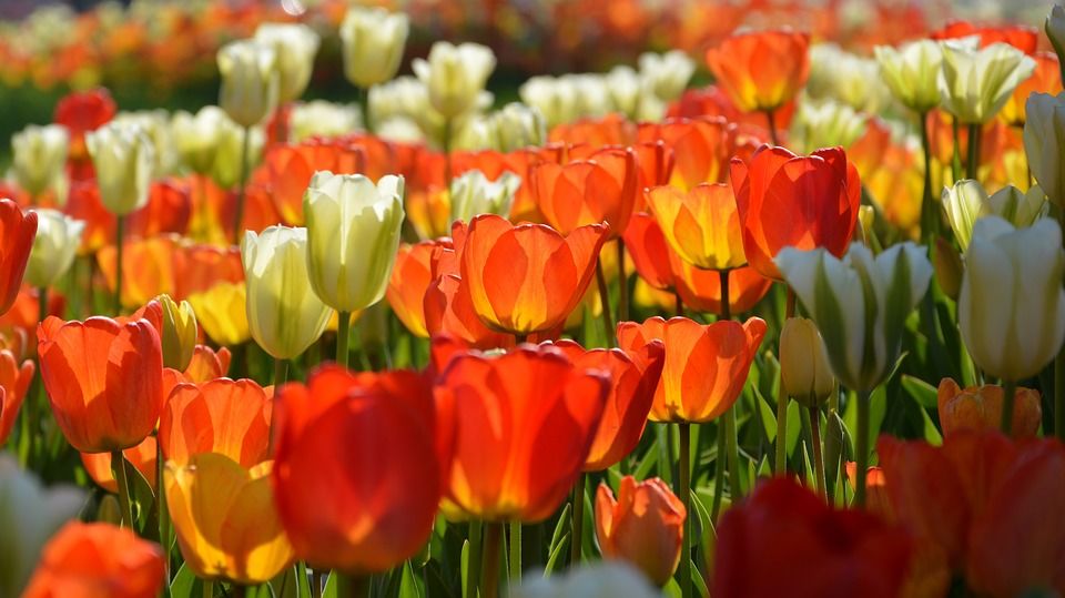 Photo of Of Colours And Blooms: Tulip Festival Brings Spring To Kashmir Valley by Priya Pareek
