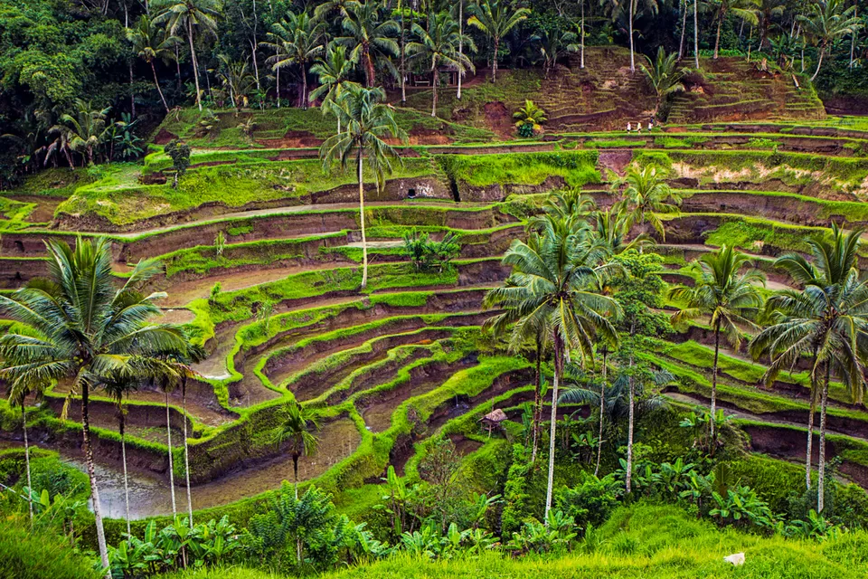 Photo of Tegalalang Rice Terrace, Jalan Tegallalang, Tegallalang, Gianyar, Bali, Indonesia by Priya Pareek
