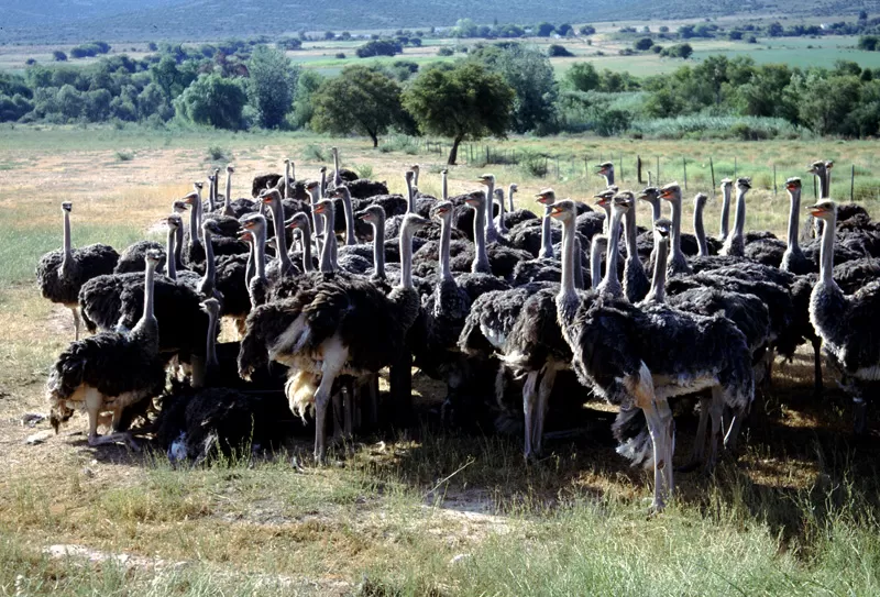 Photo of Oudtshoorn, South Africa by Priya Pareek