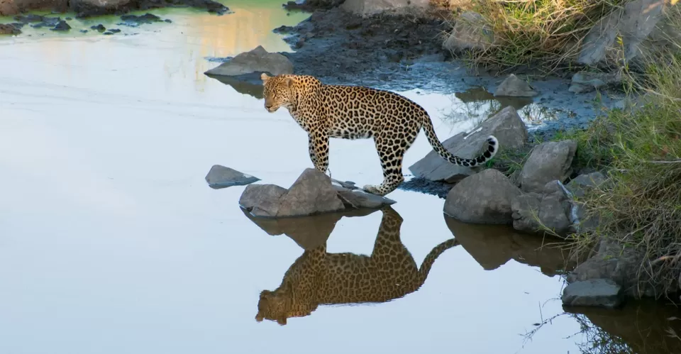 Photo of Kruger National Park, South Africa by Priya Pareek