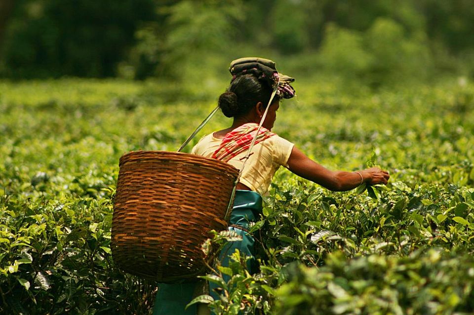 Photo of Dibrugarh: India's Original Tea City by Priya Pareek