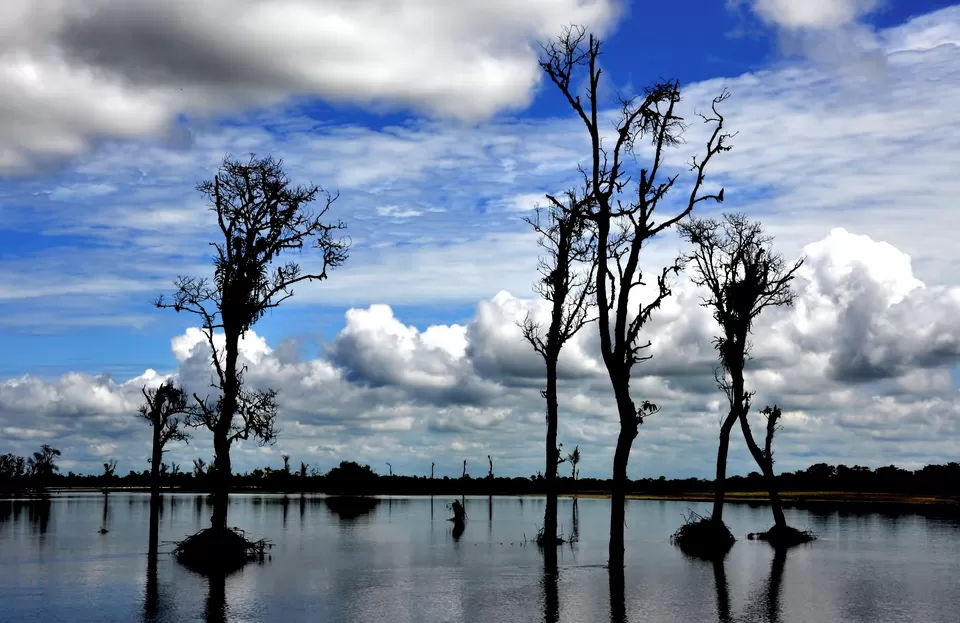 Photo of Dibru Saikhowa National Park, Laika Gaon, Assam, India by Priya Pareek