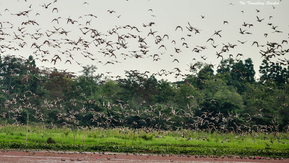 Photo of Dibrugarh: India's Original Tea City by Priya Pareek