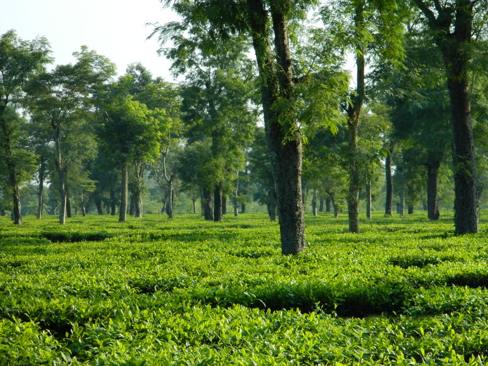 Photo of Dibrugarh: India's Original Tea City by Priya Pareek