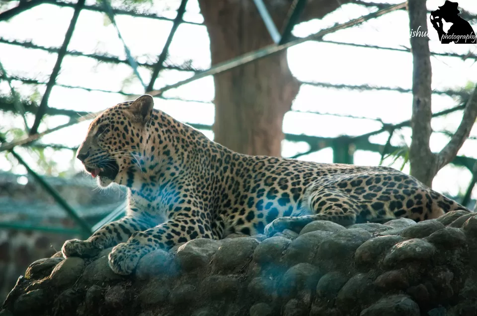 Photo of Bannerghatta National Park, Bannerughatta, Bengaluru, Karnataka, India by Priya Pareek