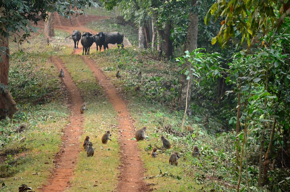 Photo of Run Amuk The Giant Elephants At Dalma Wildlife Sanctuary by Priya Pareek